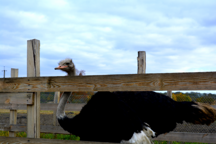 страусиная ферма черкасчина